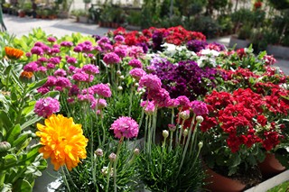 plantas-con-flor-de-exterior