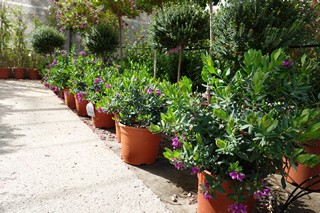 venta-plantas-de-exterior-lorca